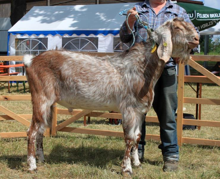 ANGLO NUBIER ZIEGE 3