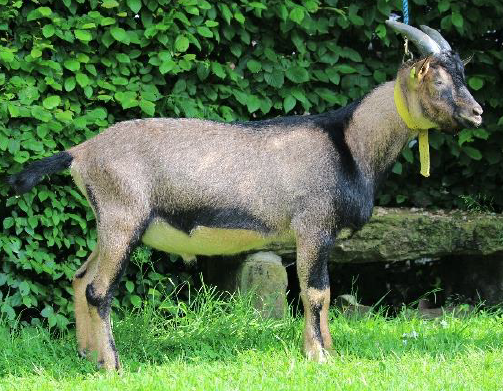 Bunte Deutesche Edelziege