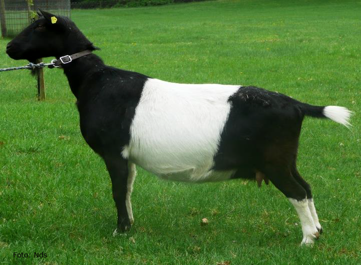 Holländische Schecke