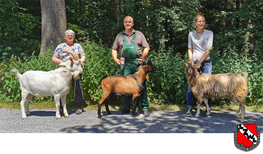 Die Gewinner-Böcke des Tages: Links der beste Bock der Weißen Deutsche Edelziege (WDE) aus der Zucht Eusterwiemann, in der Mitte der beste Bock der Bunten Deutsche Edelziege (BDE) und rechts der typvolle Toggenburger Bock aus der Zucht des Tierparks Herne, Birgit Claus. Landessieger wurde der BDE-Bock mit der Katalognummer 2 aus der Zucht Sieverdingbeck. (Bild: Lenz)