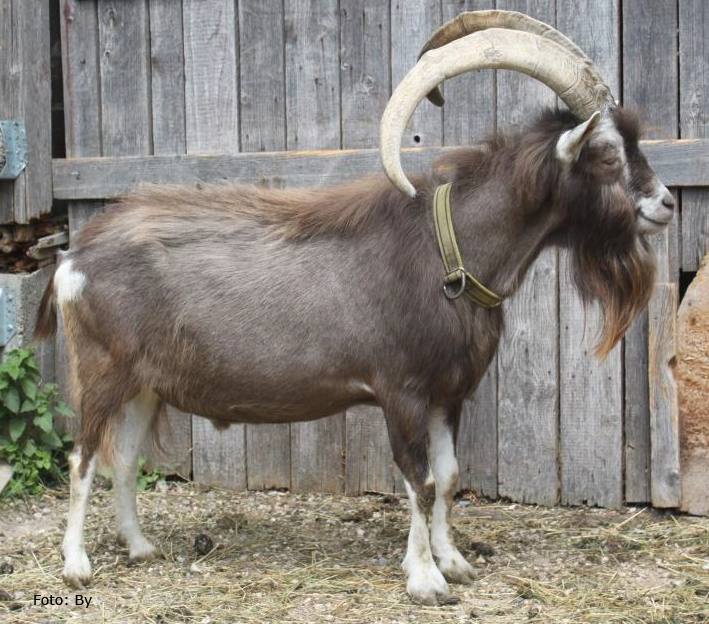 THÜRINGER WALD ZIEGE