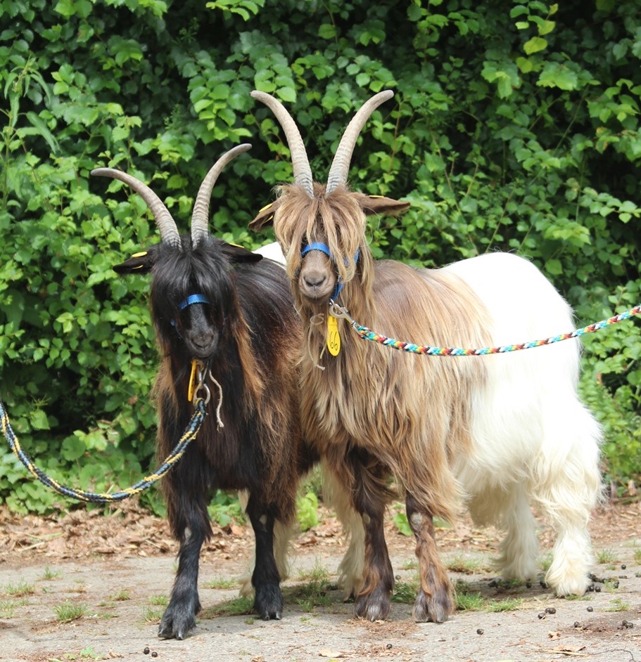 Walliser Schwarz und Kupfer