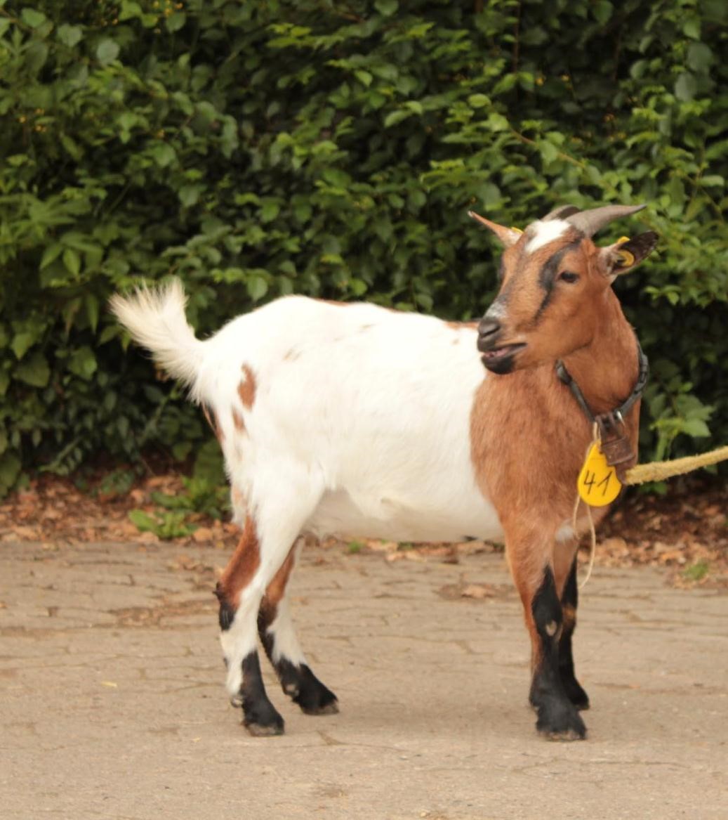 Zwergziegen Westfalen 2